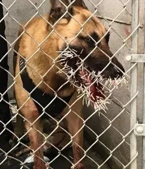 超级疼！警犬追逃犯遇豪猪拦路，然后就被扎了200多根刺...-1.jpeg