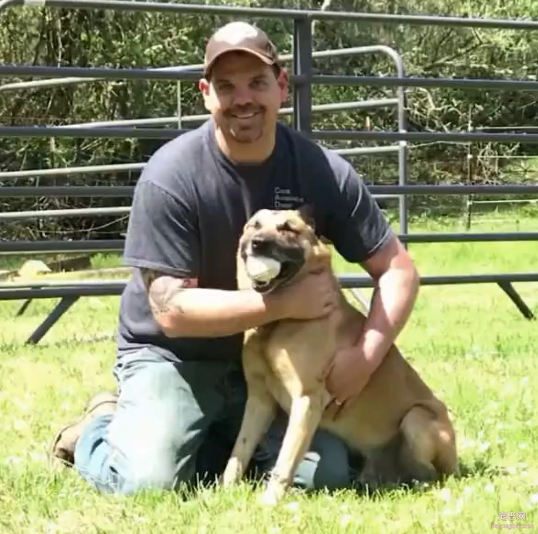 超级疼！警犬追逃犯遇豪猪拦路，然后就被扎了200多根刺...-4.jpeg