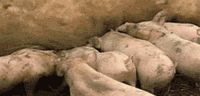 看多了亲生的，再来看看不是亲生的下场，是有多惨！-9.gif
