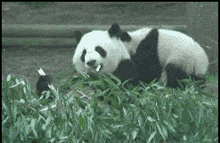 看多了亲生的，再来看看不是亲生的下场，是有多惨！-10.gif