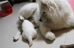 看多了亲生的，再来看看不是亲生的下场，是有多惨！-11.gif