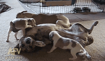 看多了亲生的，再来看看不是亲生的下场，是有多惨！-12.gif