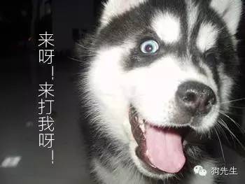 为什么狗寿命只有十几年？-1.jpeg