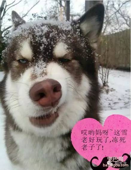 为什么狗寿命只有十几年？-2.jpeg