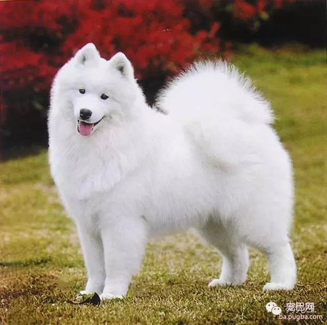为什么狗寿命只有十几年？-11.jpeg