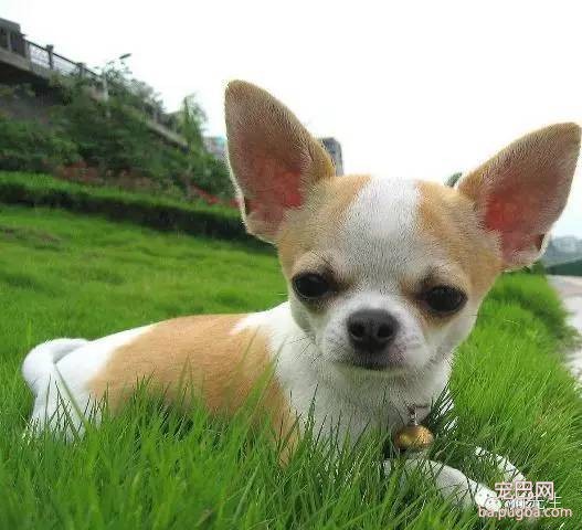 为什么狗寿命只有十几年？-16.jpeg