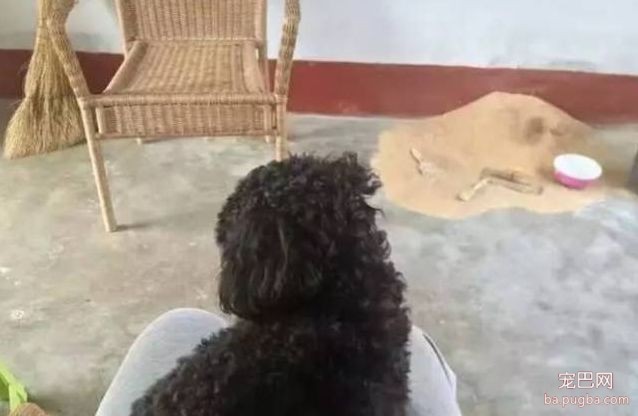你家狗子破坏过最贵的东西是什么？天啊-9.jpeg