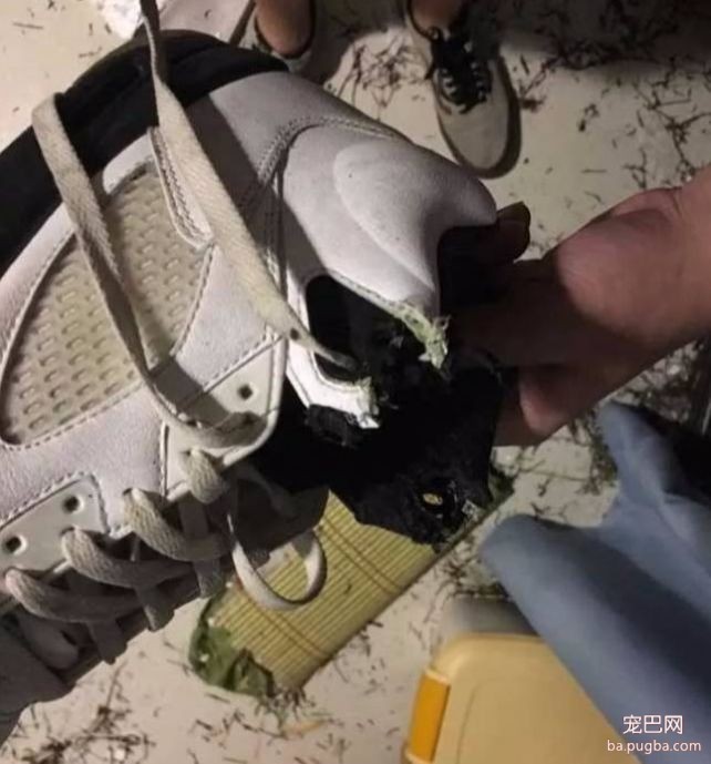 你家狗子破坏过最贵的东西是什么？天啊-14.jpeg