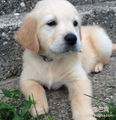 第一次见到戴牙套的狗狗，金毛一笑就闪闪发亮，这套牙齿真耀眼-2.jpeg