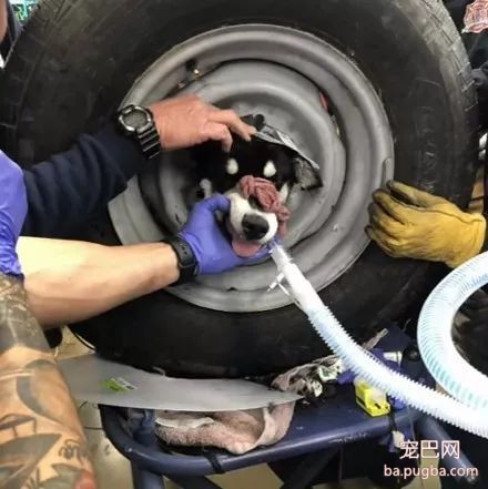 为了救这只贪玩的狗狗，消防员和医生都出动了！只是画面有点搞笑！-2.jpeg