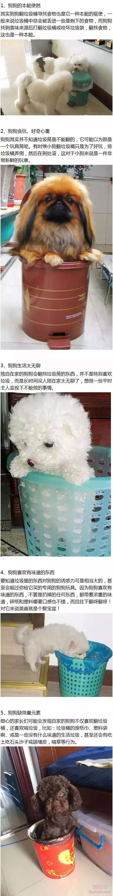 狗狗爱翻垃圾桶的5个原因-1.jpeg