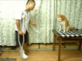 贱狗一箩筐，不是什么狗都那么有爱，哈哈哈哈……-2.gif