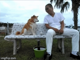 贱狗一箩筐，不是什么狗都那么有爱，哈哈哈哈……-3.gif