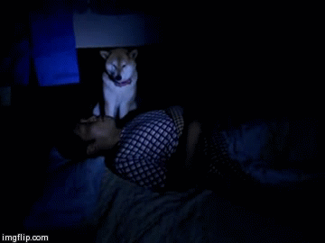贱狗一箩筐，不是什么狗都那么有爱，哈哈哈哈……-6.gif