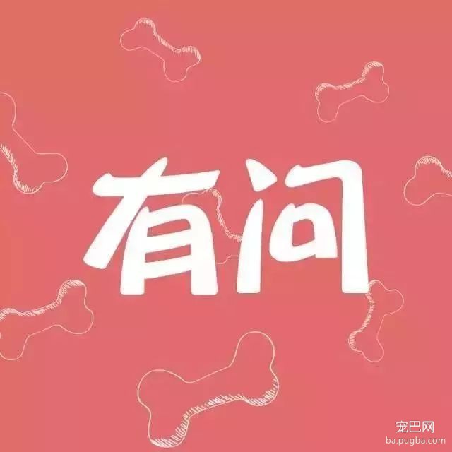 世界上最聪明的狗狗——边牧-1.jpeg