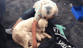 狗狗在等待航班时忽然生宝宝，大家在机场一起帮它接生的画面好暖！-3.gif