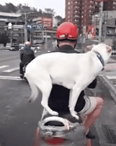 带狗狗骑车很酷炫？这样可能会害死你的狗！-2.gif