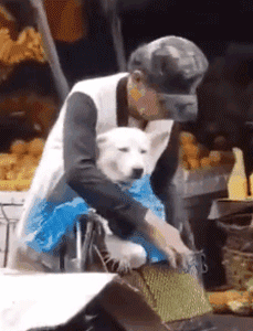 带狗狗骑车很酷炫？这样可能会害死你的狗！-10.gif