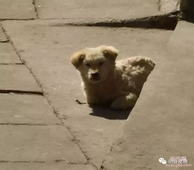 遇到一只流浪狗，大热天的还浑身发抖，送去医院检查后心凉了…-2.jpeg