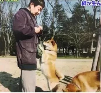 主人和柴柴双双患上老年痴呆被迫分离，重逢时却瞬间认出了彼此...-6.jpeg