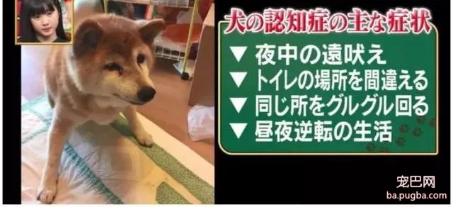 主人和柴柴双双患上老年痴呆被迫分离，重逢时却瞬间认出了彼此...-7.jpeg