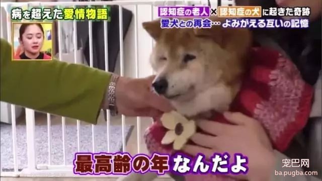 主人和柴柴双双患上老年痴呆被迫分离，重逢时却瞬间认出了彼此...-14.jpeg