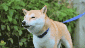 宠物是家人，请不要以任何理由抛弃它！-4.gif