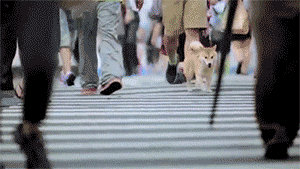 宠物是家人，请不要以任何理由抛弃它！-6.gif