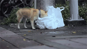 宠物是家人，请不要以任何理由抛弃它！-7.gif