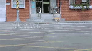 宠物是家人，请不要以任何理由抛弃它！-8.gif