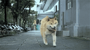 宠物是家人，请不要以任何理由抛弃它！-9.gif
