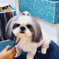 看了一个小哥给宠物剪毛的片段..一不小心就被萌了一整天....-2.gif