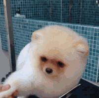 看了一个小哥给宠物剪毛的片段..一不小心就被萌了一整天....-1.gif