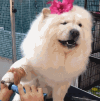 看了一个小哥给宠物剪毛的片段..一不小心就被萌了一整天....-3.gif
