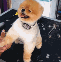 看了一个小哥给宠物剪毛的片段..一不小心就被萌了一整天....-4.gif