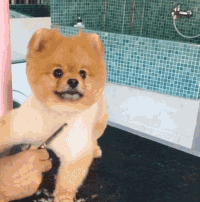 看了一个小哥给宠物剪毛的片段..一不小心就被萌了一整天....-6.gif
