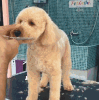 看了一个小哥给宠物剪毛的片段..一不小心就被萌了一整天....-7.gif
