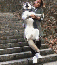 带100多斤的狗去爬山，走不动的时候怎么办？狗：抱我-5.gif