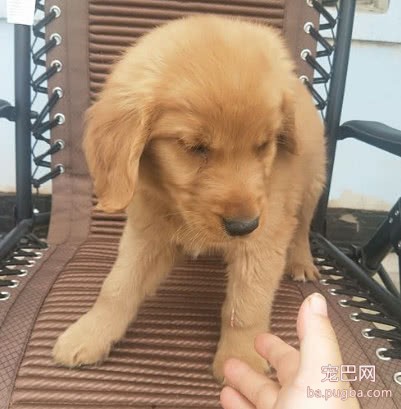 花50元买回来的金毛，被嘲笑是冒牌货，半年后嫉妒得不得了-4.jpeg