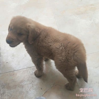 花50元买回来的金毛，被嘲笑是冒牌货，半年后嫉妒得不得了-1.jpeg