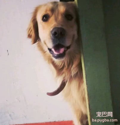 花50元买回来的金毛，被嘲笑是冒牌货，半年后嫉妒得不得了-6.jpeg