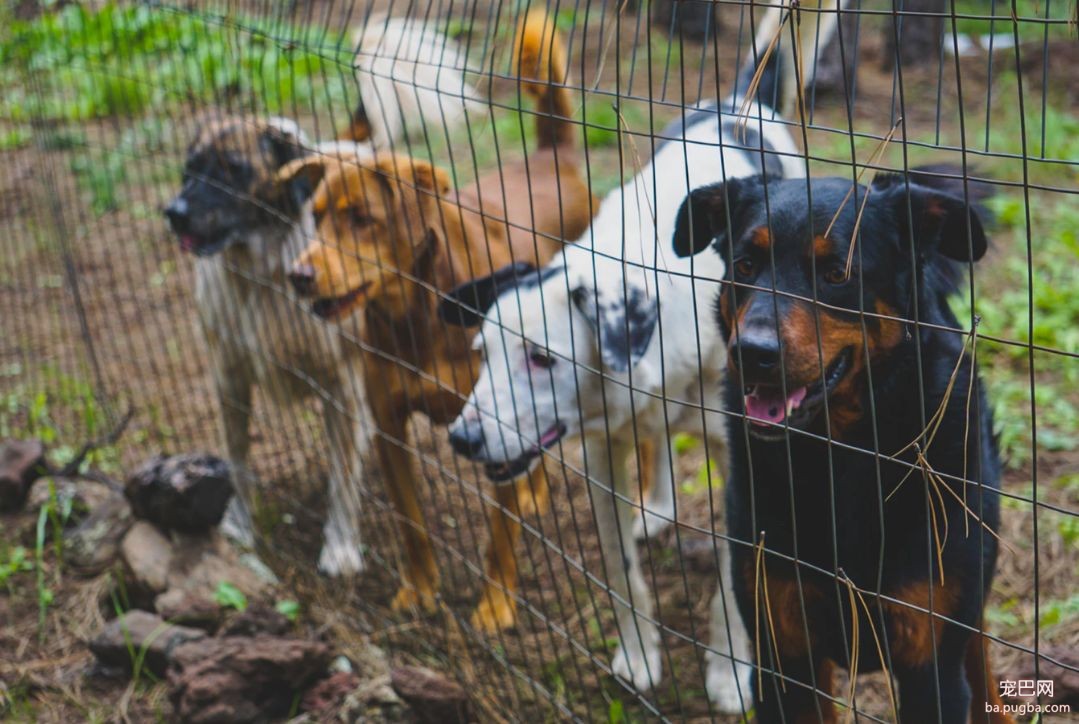 真正的繁育犬舍，是什么样子-2.jpeg