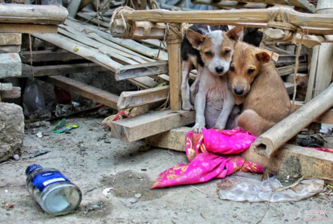 真正的繁育犬舍，是什么样子-3.jpeg