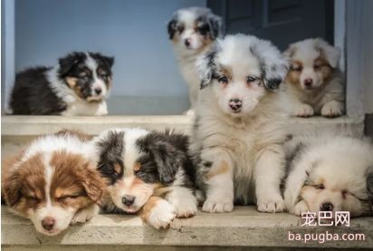 真正的繁育犬舍，是什么样子-1.jpeg
