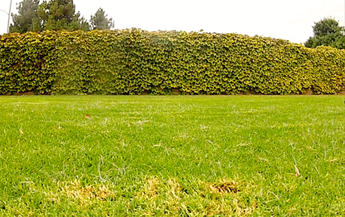 真正的繁育犬舍，是什么样子-8.gif
