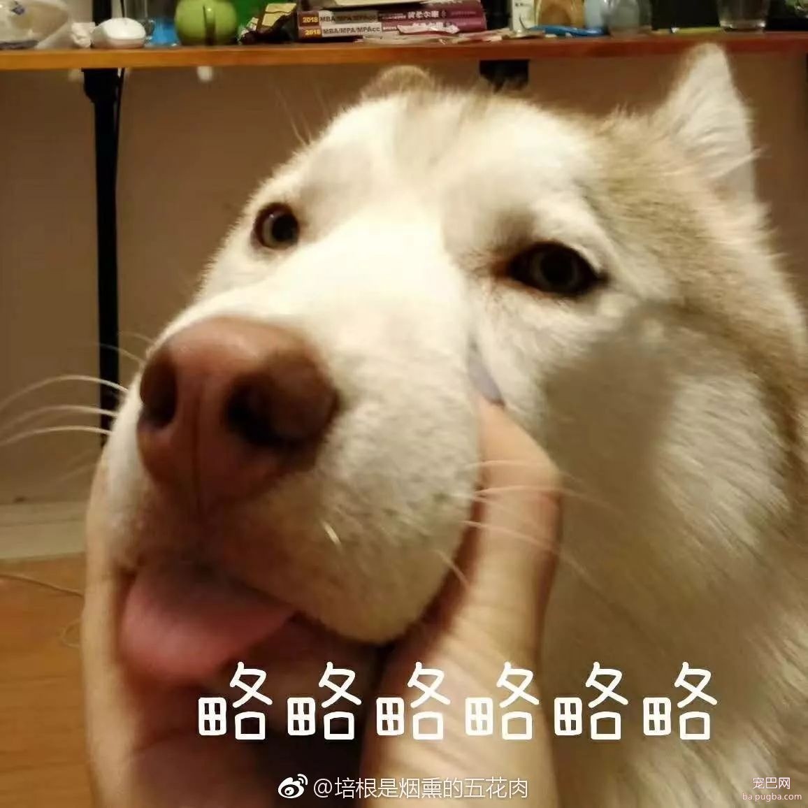 狗狗散步时看到其他狗就疯了，我该怎么办？-1.jpeg