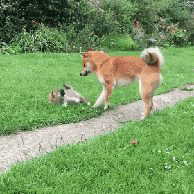 把小奶狗交给狗爸爸带，靠谱吗？-4.gif
