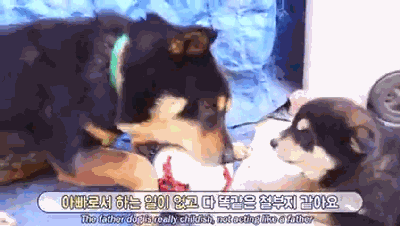 把小奶狗交给狗爸爸带，靠谱吗？-5.gif