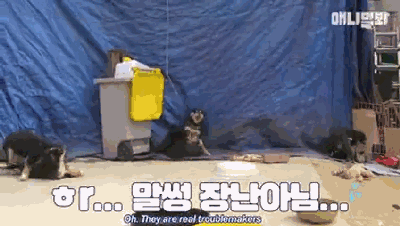 把小奶狗交给狗爸爸带，靠谱吗？-7.gif