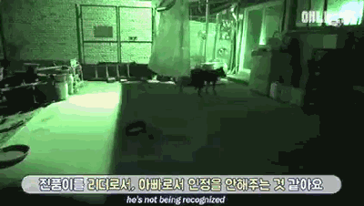 把小奶狗交给狗爸爸带，靠谱吗？-9.gif